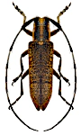 Agapanthia villosoviridescens