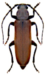 Arhopalus rusticus