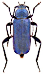 Callidium violaceum