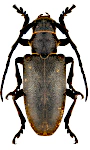 Lamia textor