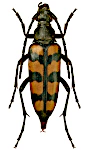 Leptura quadrifasciata