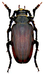 Prionus coriarius