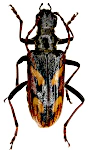 Rhagium bifasciatum