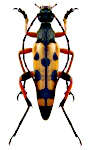 Rutpela maculata