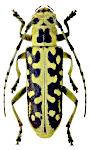 Saperda scalaris