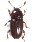 Philothermus evanescens