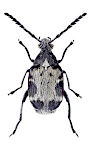 Bruchidius marginalis