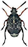 Bruchus rufipes
