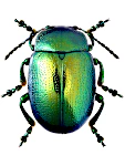 Chrysolina herbacea
