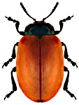 Chrysomela populi