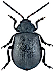 Galeruca tanaceti