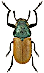 Labidostomis longimana