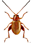 Longitarsus ferrugineus
