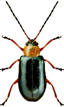 Luperus viridipennis