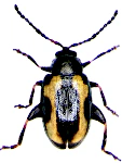 Phyllotreta striolata