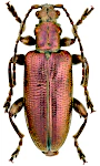 Plateumaris sericea