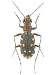 Calomera littoralis