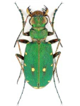 Cicindela campestris