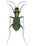Cylindera germanica