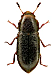 Orthocis alni