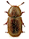 Ropalodontus perforatus