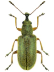 Cimberis attelaboides