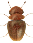 Calyptomerus dubius