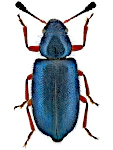 Necrobia ruflpes