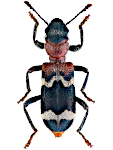 Thanasimus formicarius