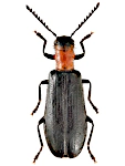 Tillus elongatus