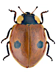 Adalia bipunctata
