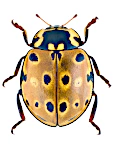 Anatis ocellata