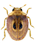 Clitostethus arcuatus