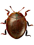 Cynegetis impunctata