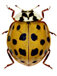 Harmonia axyridis