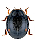 Hyperaspis campestris