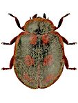 Novius cruentatus