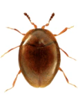 Orthoperus atomus
