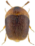 Sericoderus lateralis