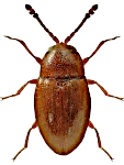 Atomaria apicalis