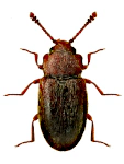 Cryptophagus scanicus