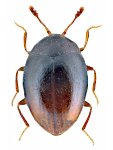 Ephistemus globulus