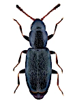 Hypocoprus latridioides