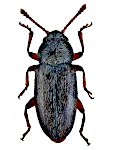 Telmatophilus caricis