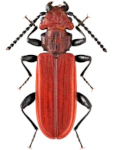 Cucujus cinnaberinus