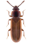 Pediacus dermestoides