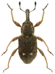 Bagous lutulentus