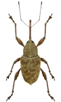 Curculio elephas