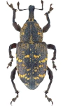 Hylobius abietis
