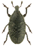 Larinus obtusus